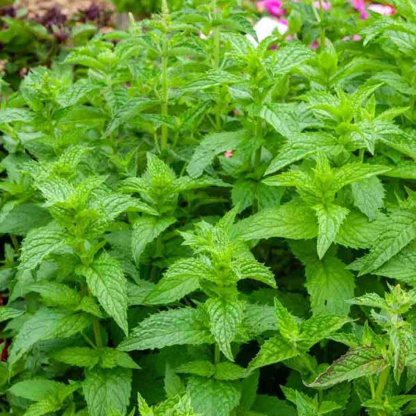 Aromatiques - Menthe Poivrée - face recto